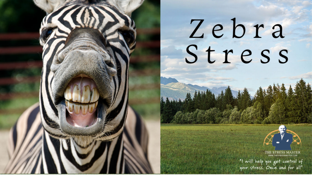 Zebras and Stress 1